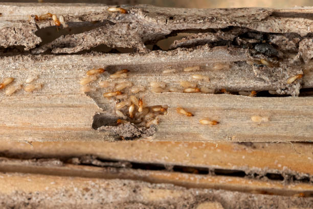 Best Residential Pest Control  in Raton, NM